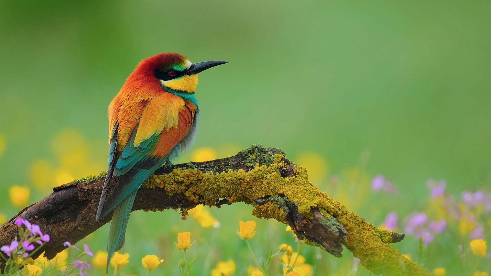 AI Image Upscaler Sample: - Image Enhancer