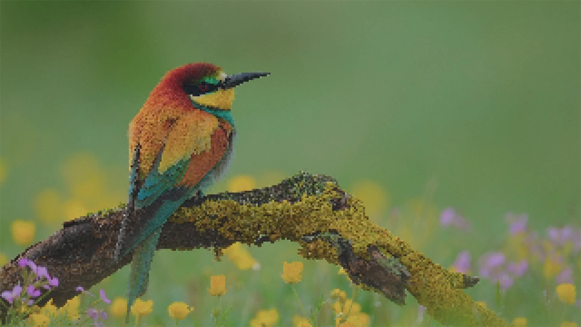 Enlarge any photo up to 6x while keeping sharp details and natural quality.